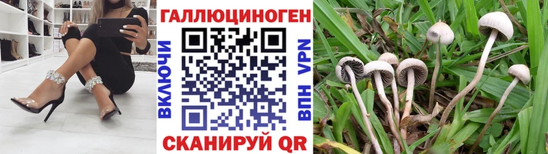 Купить где  Избербаш  Псилоцибиновые грибы Magic Shrooms 